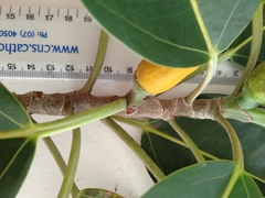 Ficus pleurocarpa