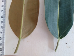 Ficus pleurocarpa