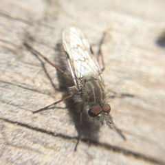 Tabudamima melanophleba