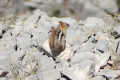 Callospermophilus lateralis certus