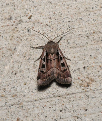 Euxoa divergens