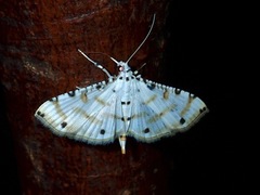 Pycnarmon cribrata