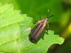 Heterispa vinula