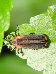 Heterispa vinula