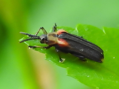 Heterispa vinula