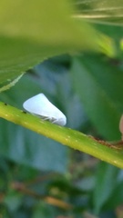 Flatormenis proxima