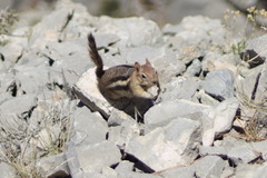 Callospermophilus lateralis certus
