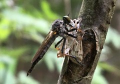 Neoitamus socius
