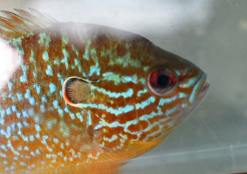 Longear sunfish (Lepomis megalotis) — Centrarchidae — 4