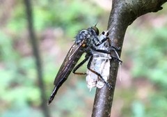 Neoitamus socius