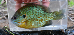 Lepomis gibbosus × macrochirus