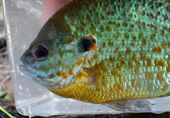 Lepomis gibbosus × macrochirus