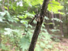 Neoitamus socius