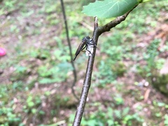 Neoitamus socius