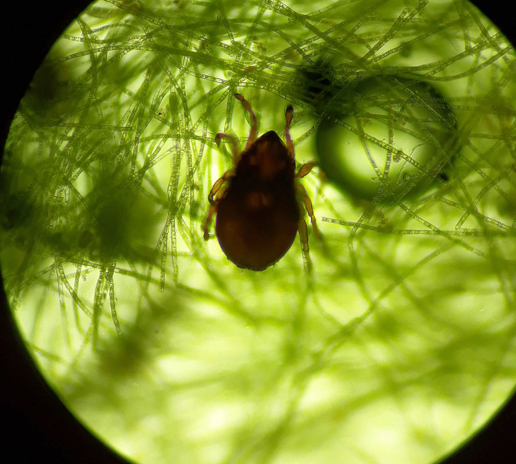 Beetle Mites