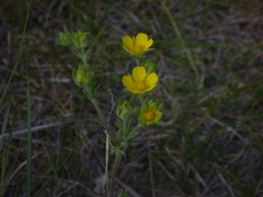 Potentilla bipinnatifida