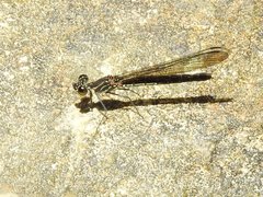 Heliocypha perforata