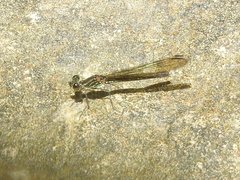 Heliocypha perforata