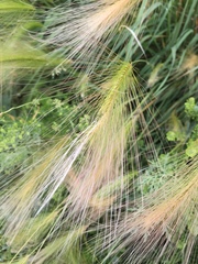 Hordeum jubatum