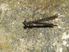 Heliocypha perforata