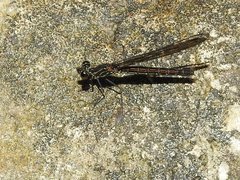 Heliocypha perforata