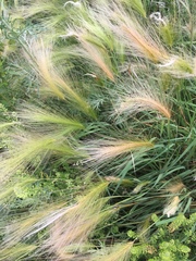 Hordeum jubatum