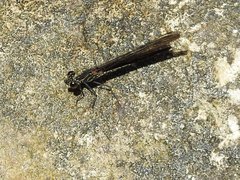 Heliocypha perforata