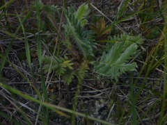 Potentilla bipinnatifida