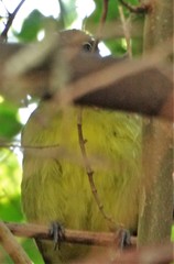 Chlorocichla flaviventris flaviventris