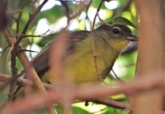 Chlorocichla flaviventris flaviventris