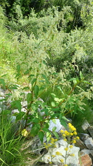Koenigia alaskana