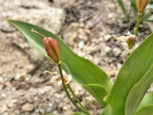 Glacier Lily