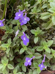 Streptocarpus saxorum
