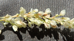Koenigia alaskana