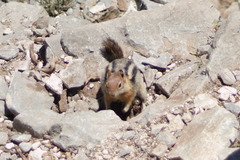 Callospermophilus lateralis certus