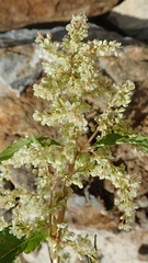 Koenigia alaskana
