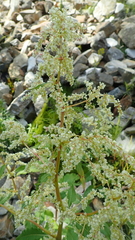 Koenigia alaskana