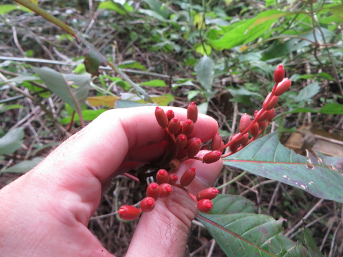 Hamelia patens