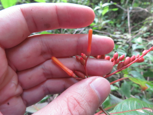 Hamelia patens