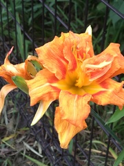 Hemerocallis fulva kwanso