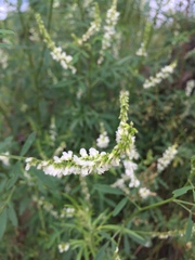 Melilotus albus
