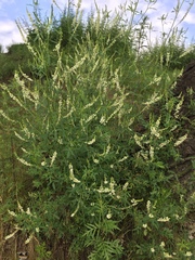 Melilotus albus