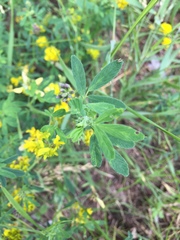 Medicago falcata