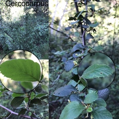 Cercocarpus betuloides betuloides