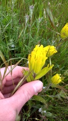 Castilleja levisecta
