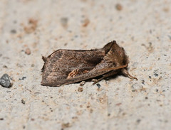 Bellura densa