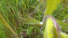 Castilleja levisecta