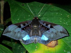 Ischyja inferna