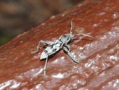 Chlorophorus macaumensis