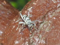 Chlorophorus macaumensis